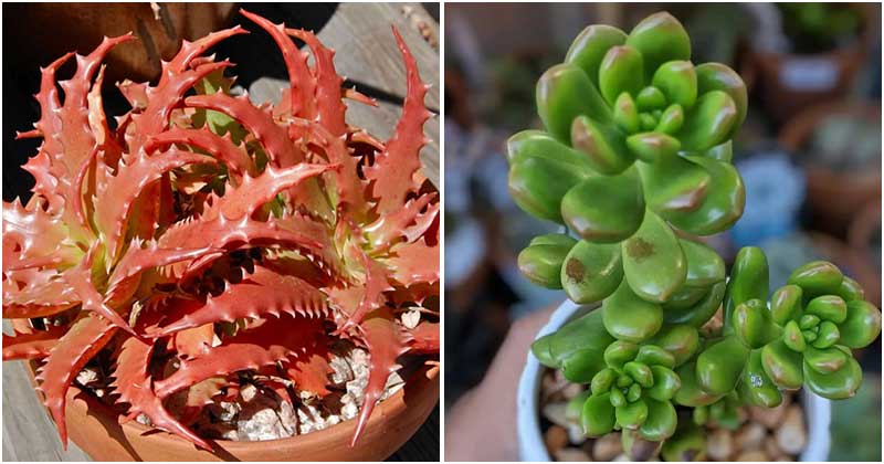 19 Succulent Varieties That Can Change Color