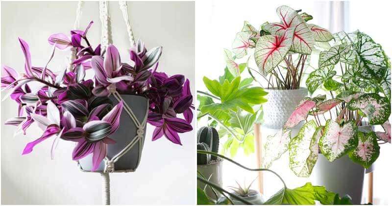30 Colorful Houseplant To Boost Curb Appeal In The Home