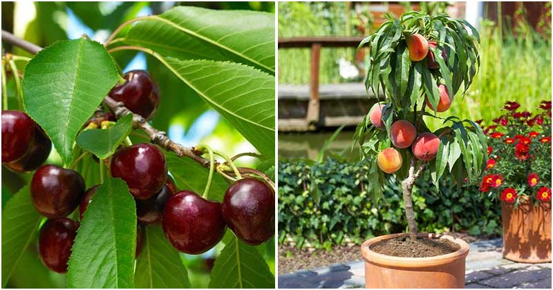 8 Best Dwarf Fruit Tree Varieties For High Yields In Your Small Garden