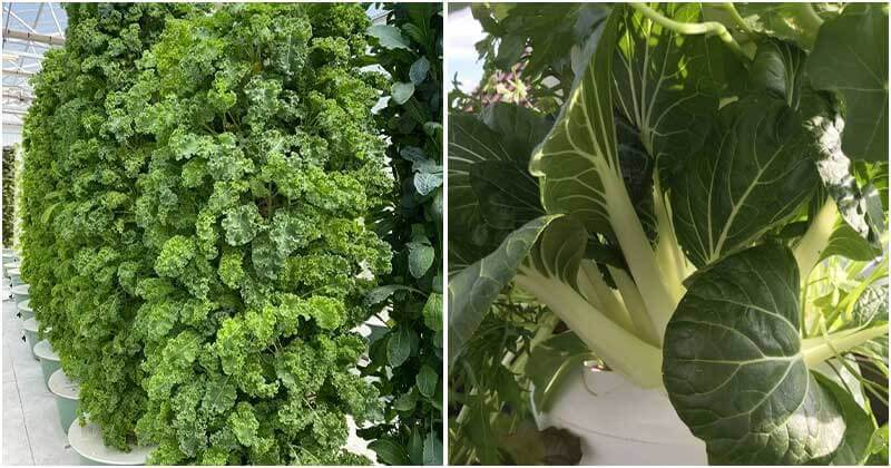 Top 8 Green Vegetable Varieties To Grow In Vertical Garden