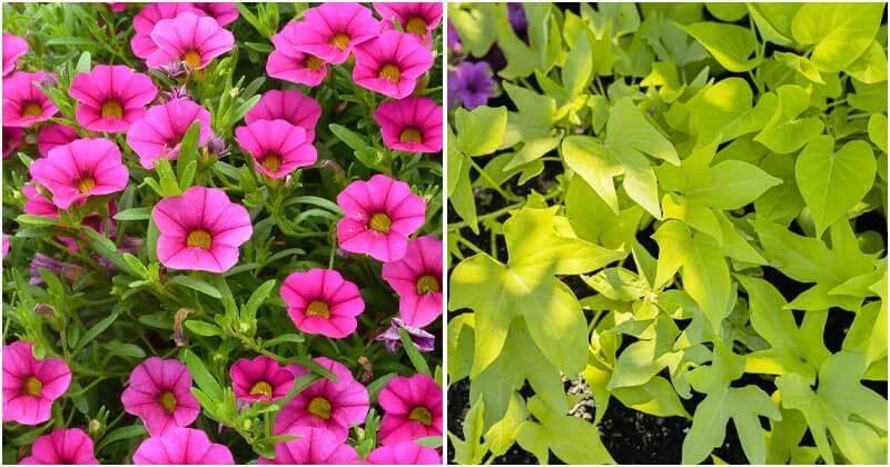 9 Sun Loving Plants To Grow In Planter Boxes