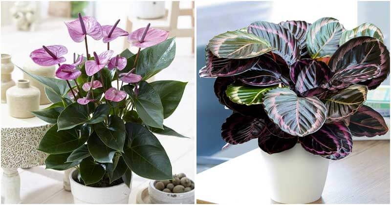 29 Beautiful Indoor Plants for Girl’s Room