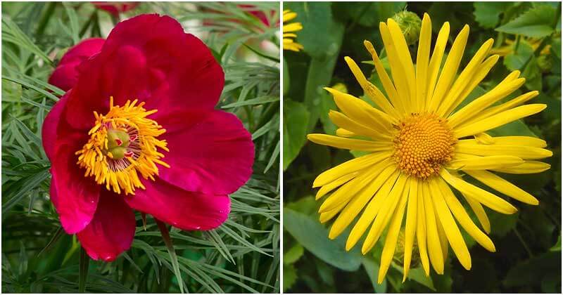 13 Best Beautiful Russian Flowers To Grow In Your Garden