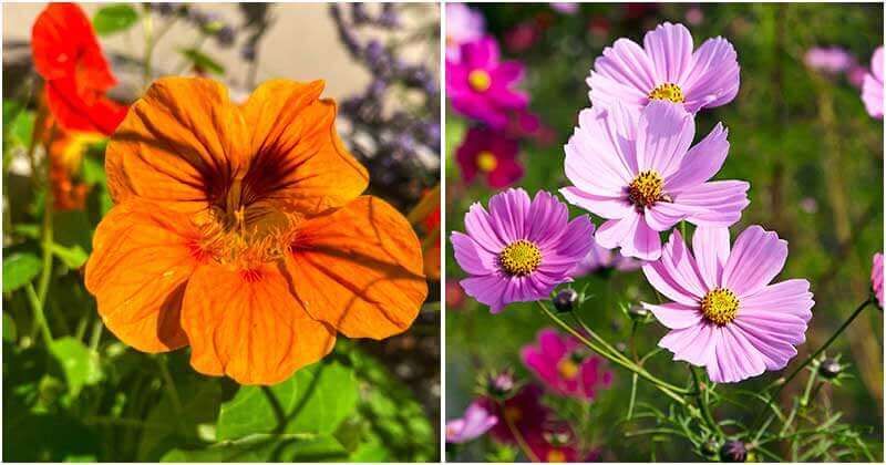 10 Beautiful Flowers To Help Your Garden Be Healthy And Pest-Free