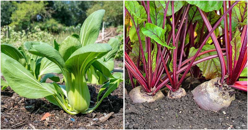 10 Best Crops To Grow In A Fall Garden