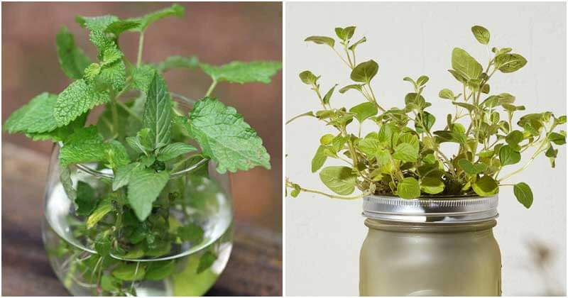 10 Healthy Herbs That Grow Well In Water