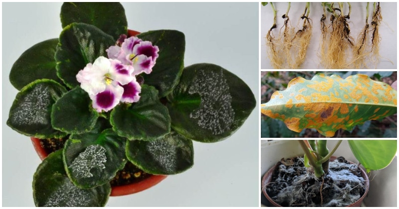 11 Common Houseplant Diseases and Methods To Control Them