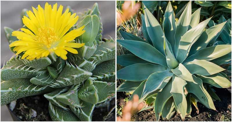 12 Easiest-to-grow Succulent Varieties For Beginners
