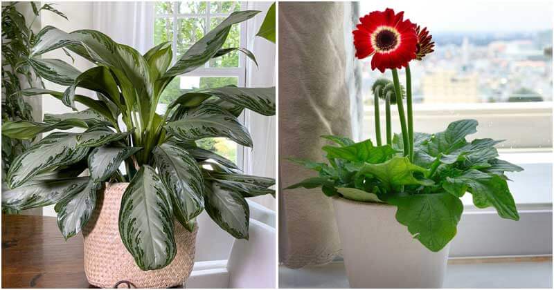 12 Houseplants To Increase Oxygen Levels For Your Living Space