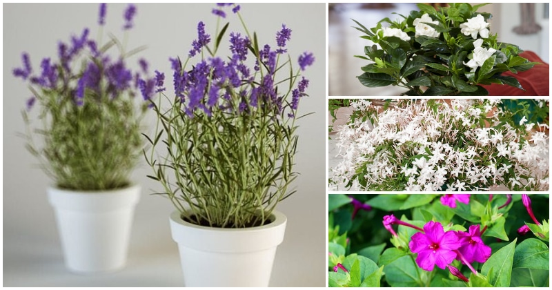 12 Indoor Plants That Have Fragrant To Make Fresh Air