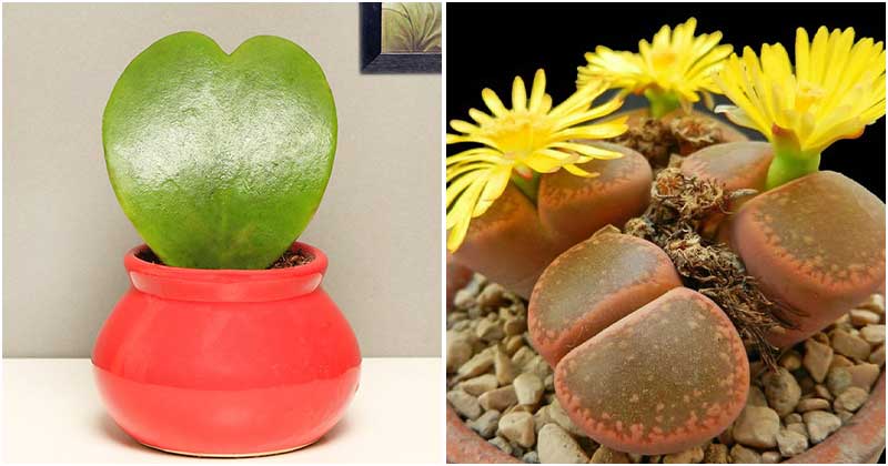 12 Lovely and Romantic Houseplants That Can Be Used As Gifts