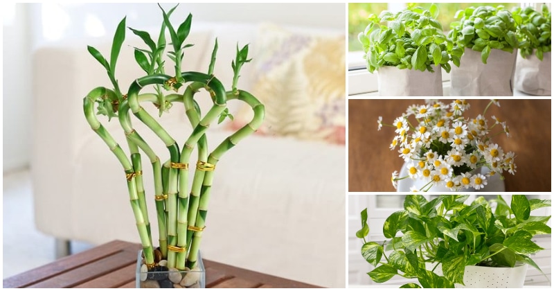 12 Lucky Houseplants And Herbs For Your Kitchen