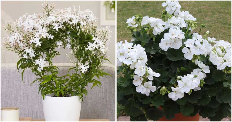 13 Beautiful Houseplants That Have White Flowers