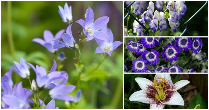 13 Best Beautiful Purple And White Flowers