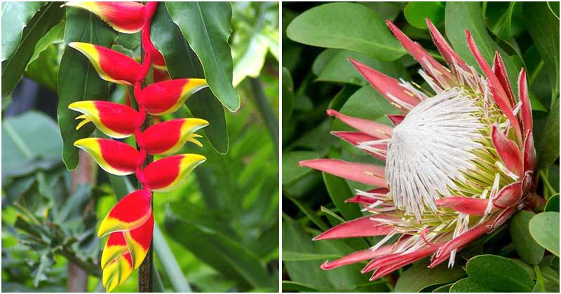 13 Stunning Hawaiian Flowers