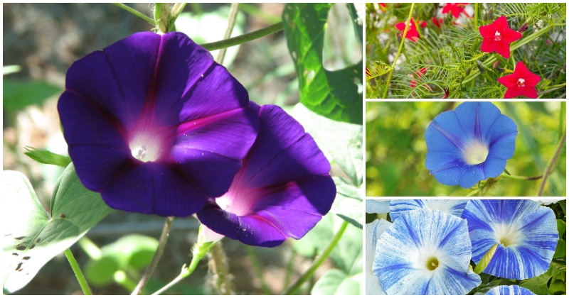 17 Beautiful Morning Glory Flowers Varieties