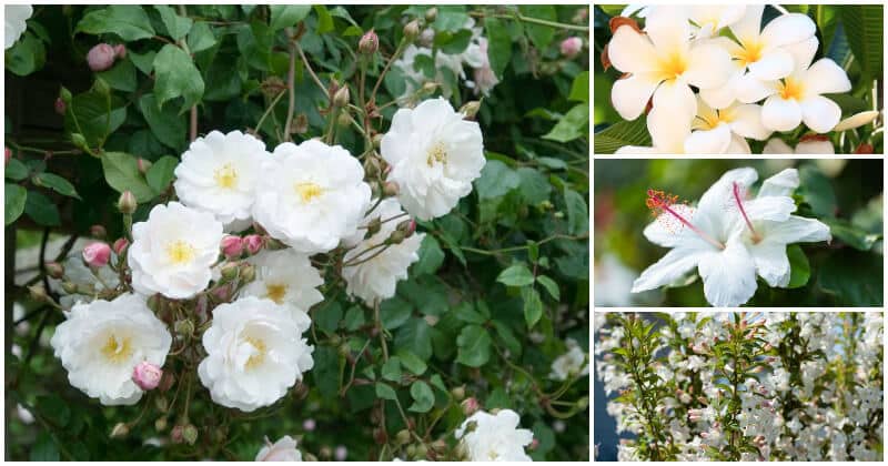 23 Bushes That Have Elegant White Flowers