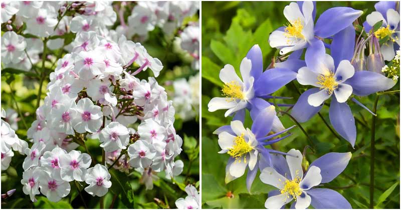 25 Beautiful Flowers To Grow For A Classic Cottage Garden