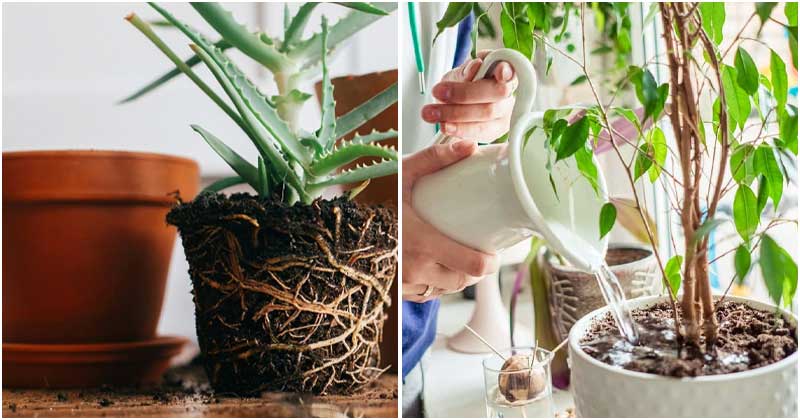 7 Most Common Houseplant Problems You Should Know To Keep Them Growing Healthy
