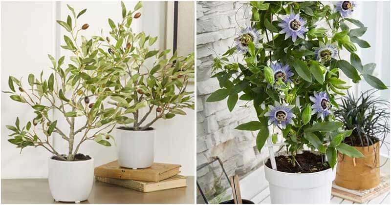 9 Fruit Trees To Grow Indoors
