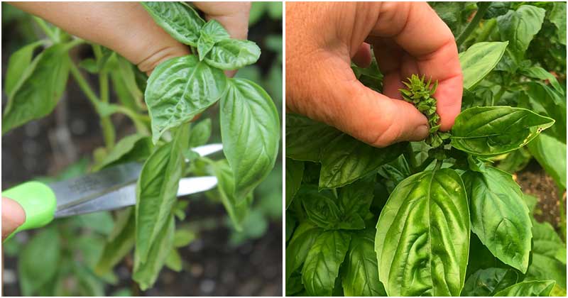 9 Useful Basil Harvesting Tricks You Should Know