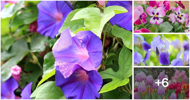 10 Beautiful And Easy-to-grow Plants For This Spring