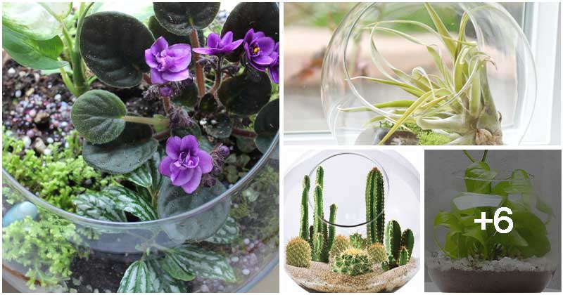 10 Best Beautiful Terrarium Plants To Grow