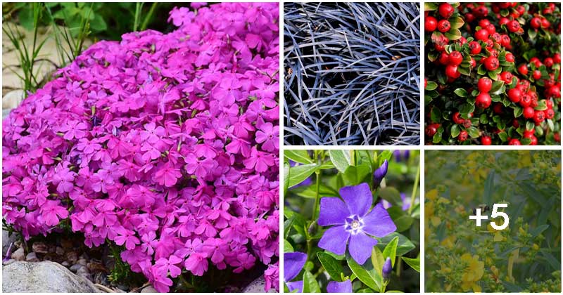 10 Best Plants To Help In Controlling Erosion