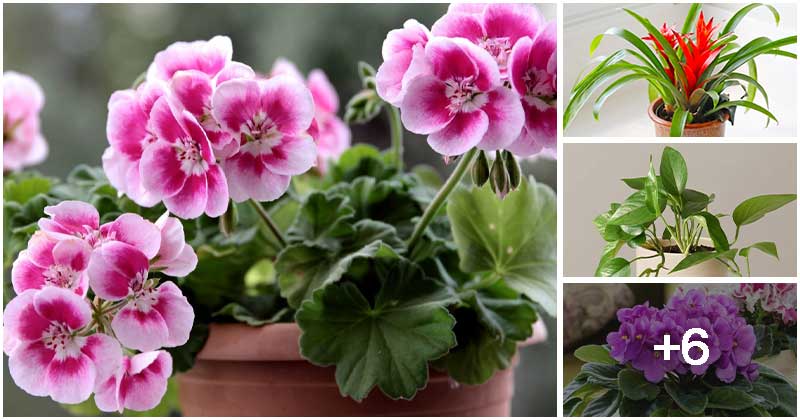 10 Indoor Plants You Can Propagate Easily At Home