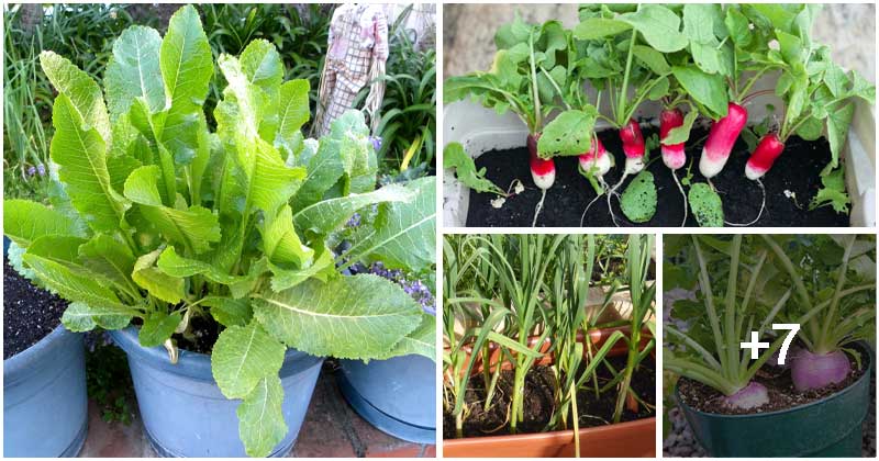 11 Best Root Vegetables To Grow In Containers