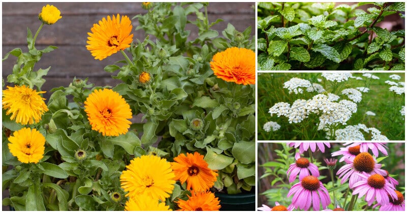 11 Most Powerful Medicinal Herbs To Grow In The Home And Garden
