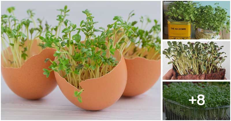 12 Easiest Garden Ideas To Grow Microgreen Indoors