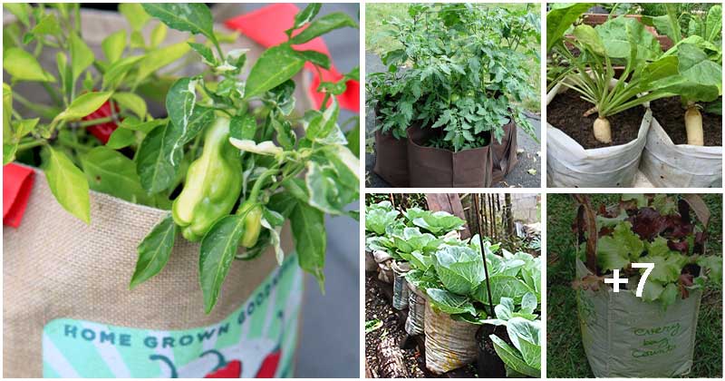 12 Vegetables To Grow Easily In Bags