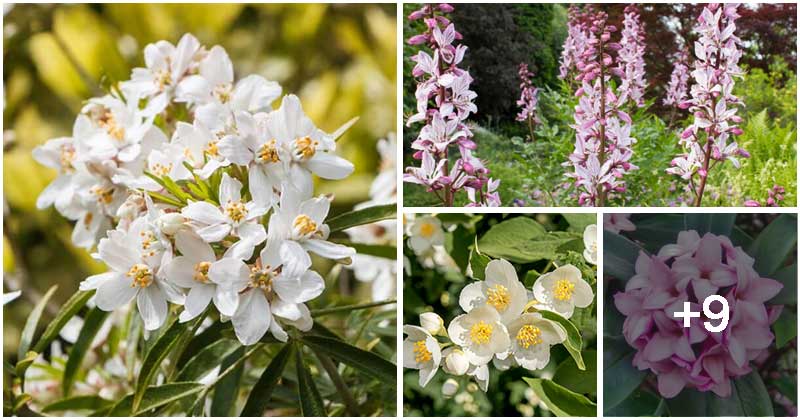 13 Scented Flowers That Have Smell Like Citrus