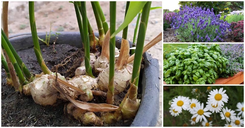 19 Best Tea Herbs That You Can Grow Easily In The Garden
