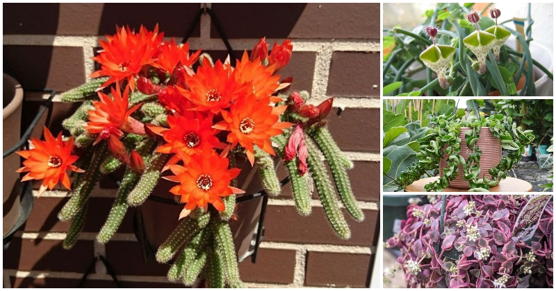 22 Trailing Succulents Varieties To Give A Stunning Look In Hanging Baskets