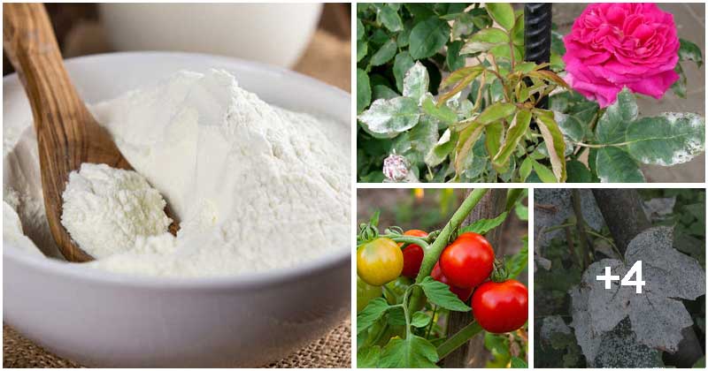 8 Amazing Uses Of Milk Powder In The Garden