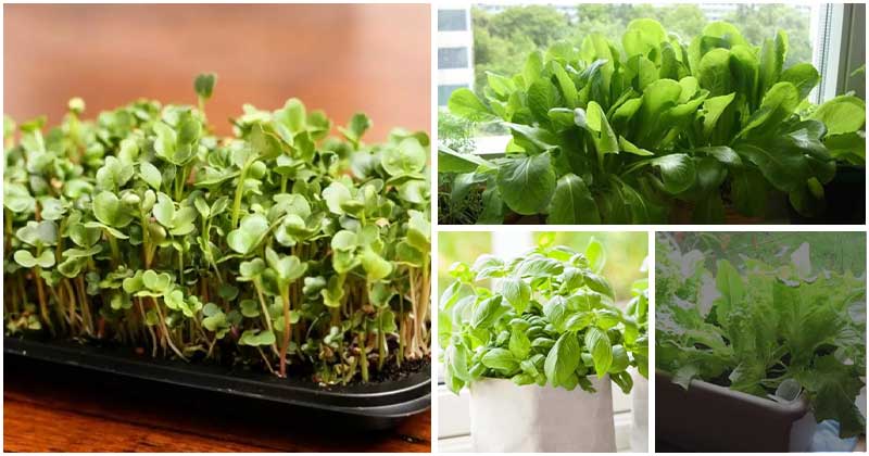 Easiest Indoor Vegetables You Can Harvest All Seasons Of The Year
