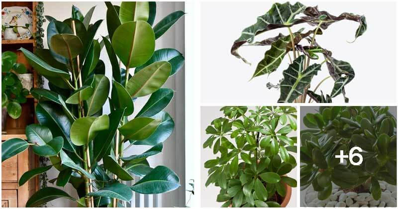 10 Houseplants That Displays The Beautiful Shiny Leaves