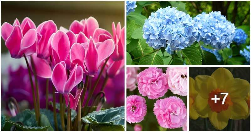 11 Popular Types of Funeral Flowers