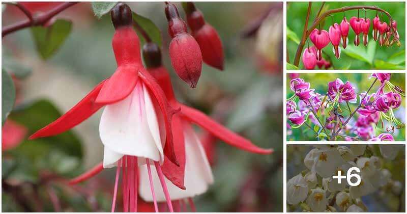 12 Stunning Flowers That Have Jingle Bell Shape
