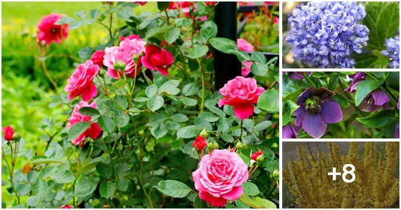 12 Stunning Plants For Your Steep Slopes