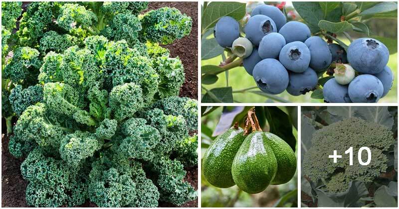 14 Winter Vegetables You Can Grow For Food Storage