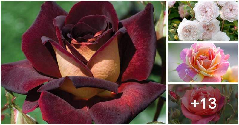 17 Best Stunning Rose Varieties To Grow In The Garden