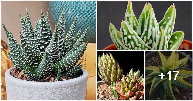 21 Beautiful Zebra Plant Varieties To Grow In The Home And Garden