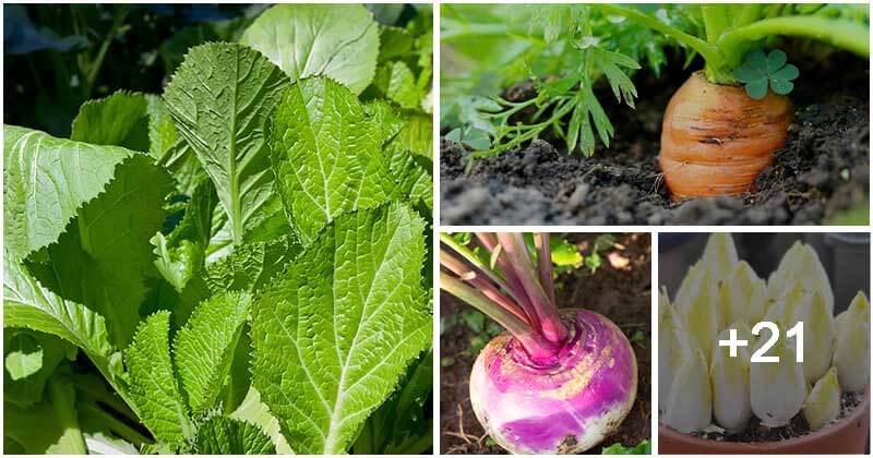 25 Vegetables That Grow Well In Shade