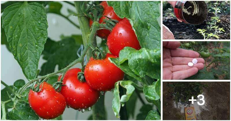 7 Common Things You Should Put In Tomato Planting Hold For The Best Tomatoes