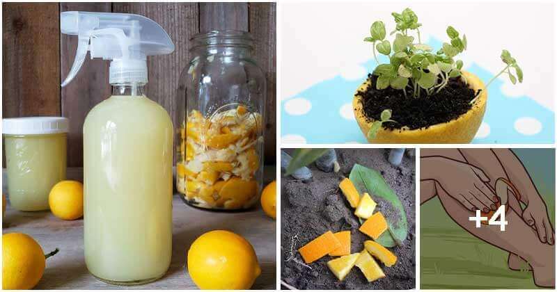 8 Incredible Citrus Peel Uses In Garden You Should Know
