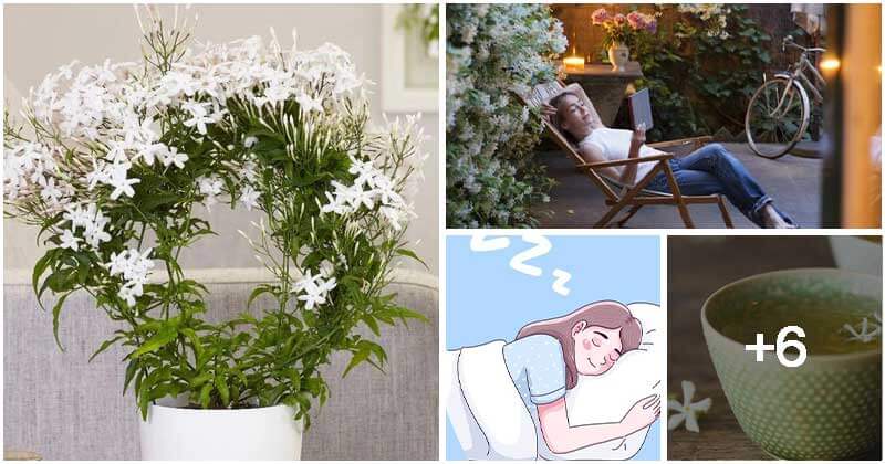 9 Incredible Jasmine Plant Benefits That Bring To Your Life