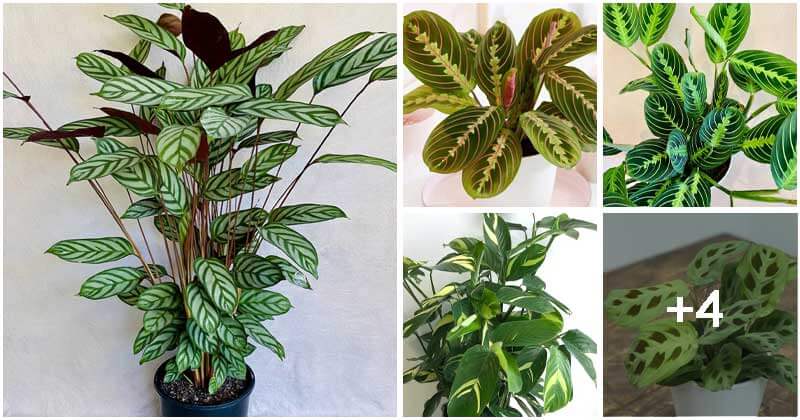 9 Most Beautiful Prayer Plant Varieties To Grow